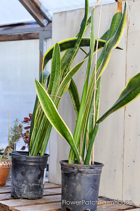 How to Divide Sansevieria or Snake Plant