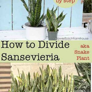 Sansevieria plant aka snake plant, how to divide, Flower Patch Farmhouse