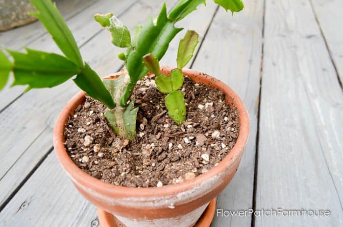 How to Root Christmas Cactus Plant from a cutting, a simple way to propagate some of your favorite plants. 