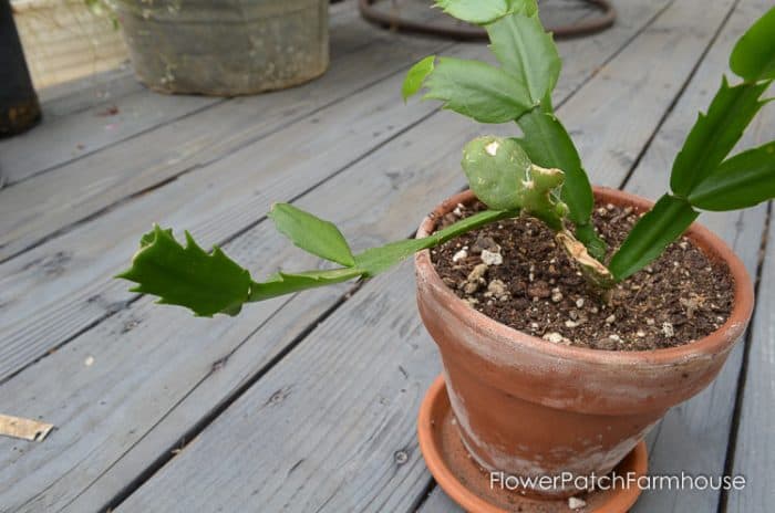 How to Root Christmas Cactus Plant from a cutting, a simple way to propagate some of your favorite plants. 