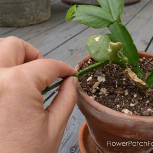 How to Root Christmas Cactus Plant from a cutting, a simple way to propagate some of your favorite plants.