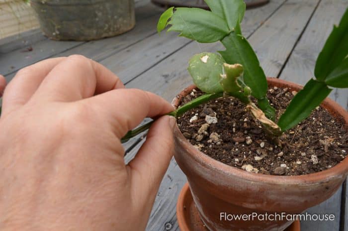 How to Root Christmas Cactus Plant from a cutting, a simple way to propagate some of your favorite plants. 