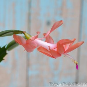 How to Root Christmas Cactus Plant from a cutting, a simple way to propagate some of your favorite plants.