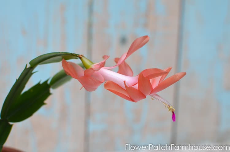 How to Root Christmas Cactus Plant from a cutting, a simple way to propagate some of your favorite plants.