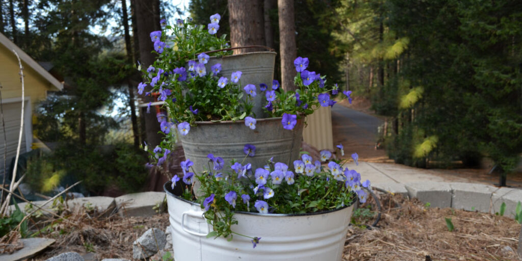 violas planted in tier of buckets and tubs