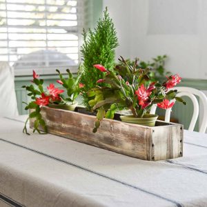 holiday cactus in table center piece