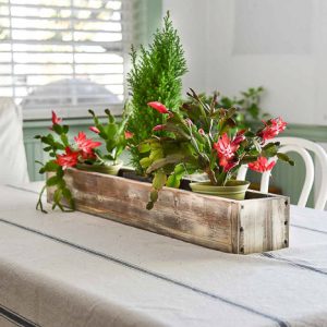 holiday cactus in table center piece