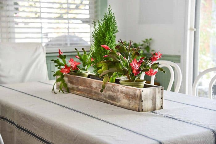 holiday cactus in table center piece