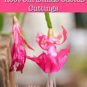 Christmas cactus flower close up with text overlay, How to Root Christmas Cactus Cuttings