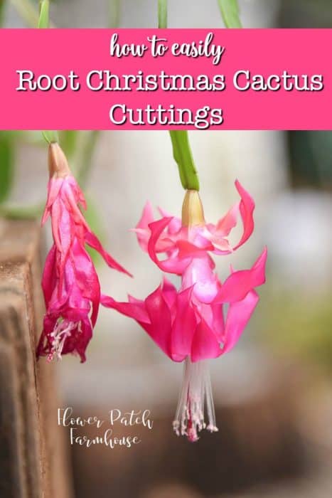 Christmas cactus flower close up with text overlay, How to Root Christmas Cactus Cuttings