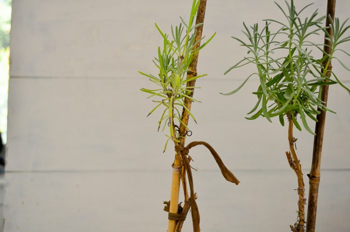 Creating Lavender topiary from cuttings, an easy, fun garden project.