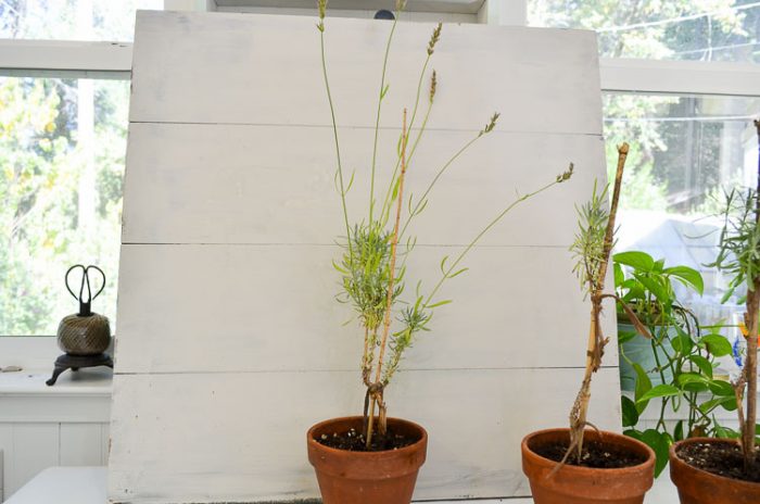 Creating Lavender topiary from cuttings, an easy, fun garden project.