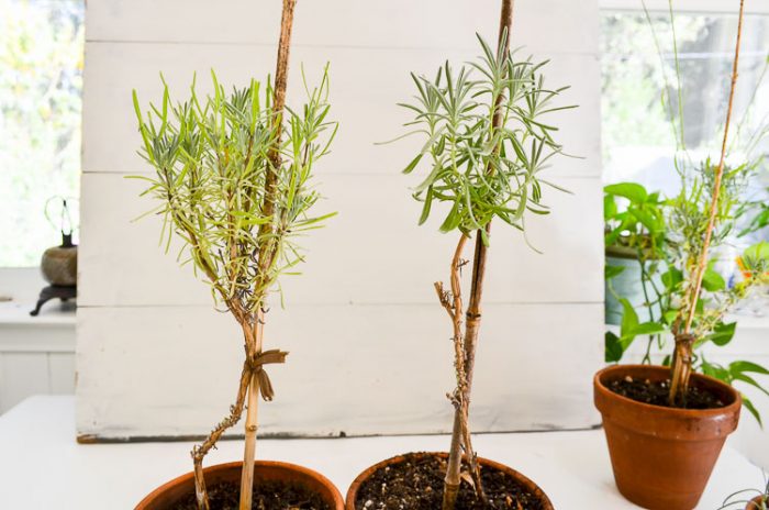 Creating Lavender topiary from cuttings, an easy, fun garden project. 