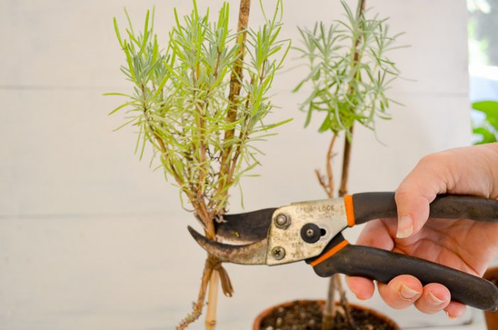 Creating Lavender topiary from cuttings, an easy, fun garden project.