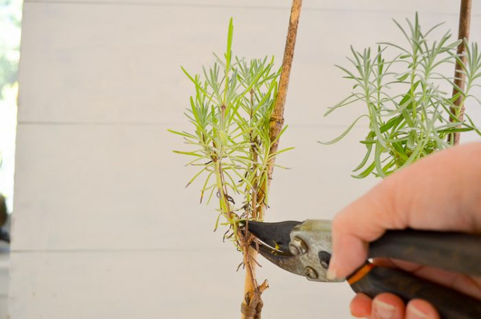 Creating Lavender topiary from cuttings, an easy, fun garden project. 