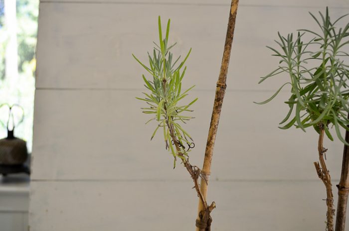 Creating Lavender topiary from cuttings, an easy, fun garden project.
