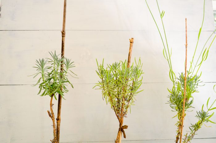 Creating Lavender topiary from cuttings, a fun garden project. 