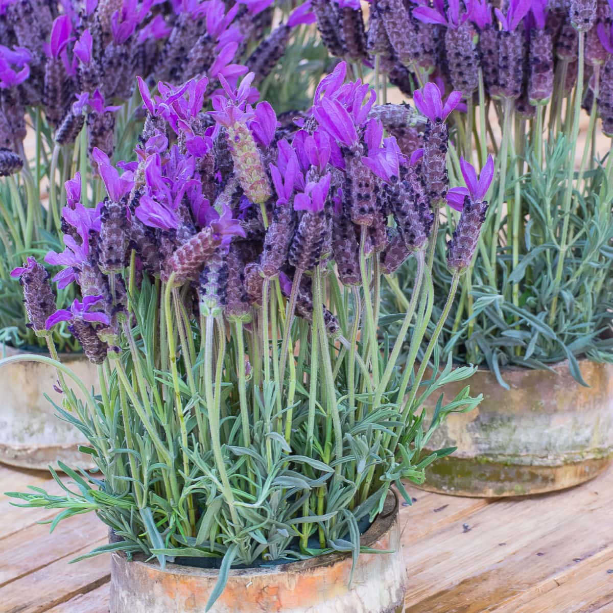 Lavender: How to Grow and Care with Success