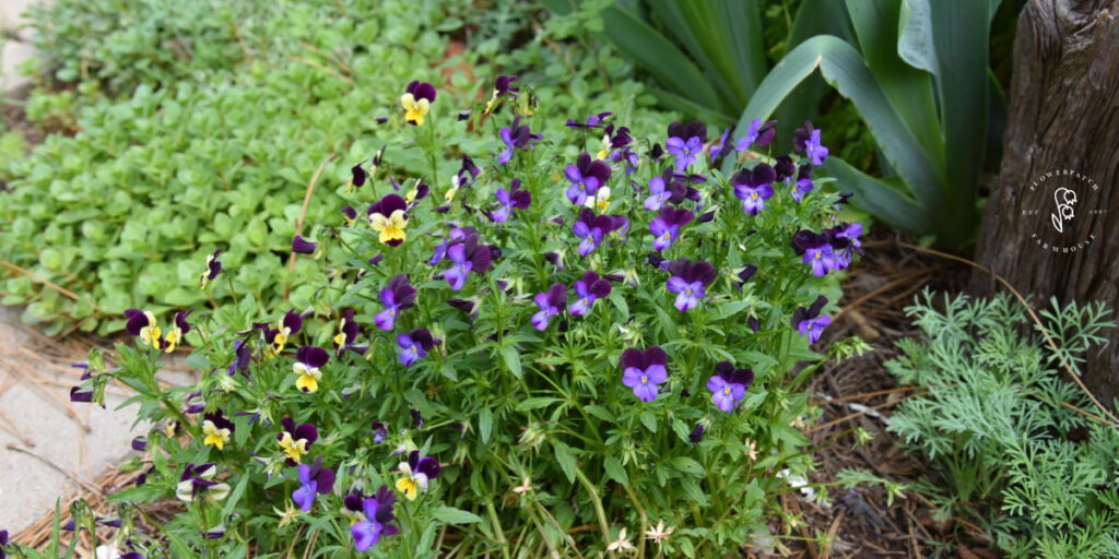 purple violas next to garden path