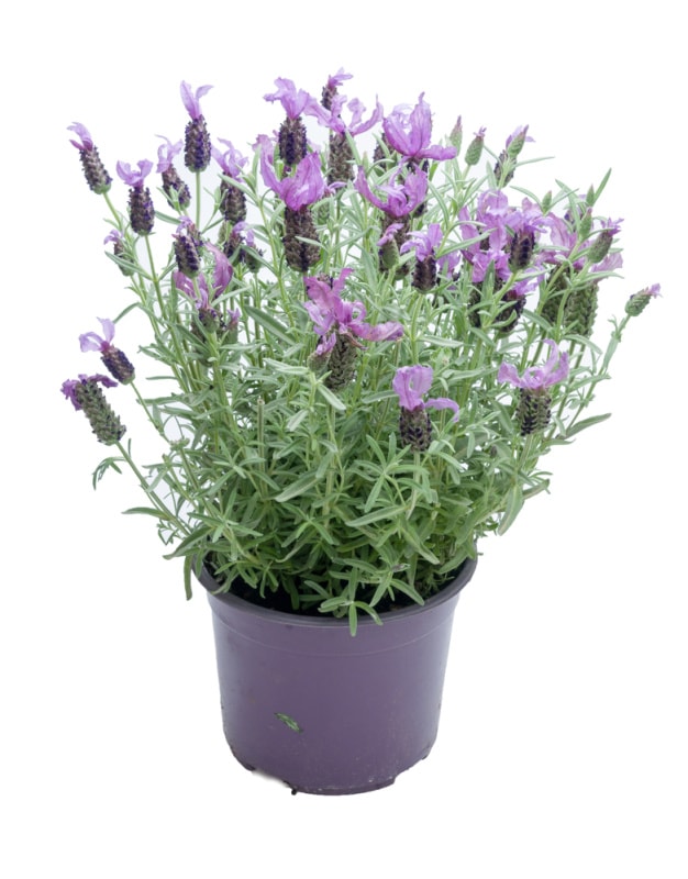 spanish lavender in a purple pot on white background