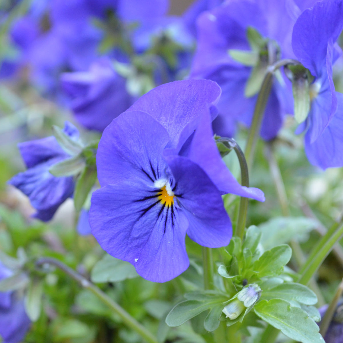 blue violas close up in garden