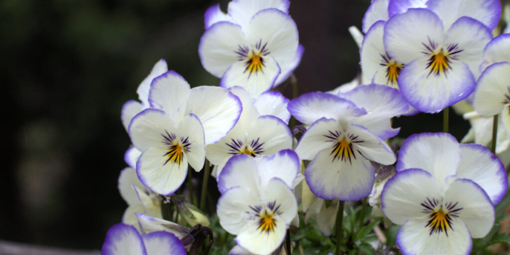 white and lavender violas in a garden