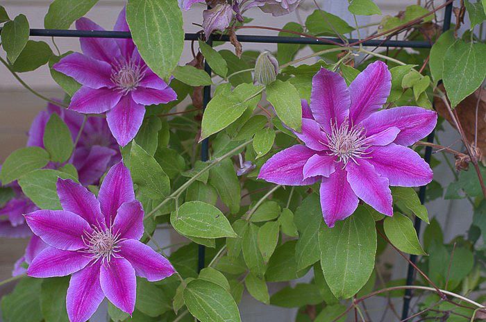 Spring pruning my clematis