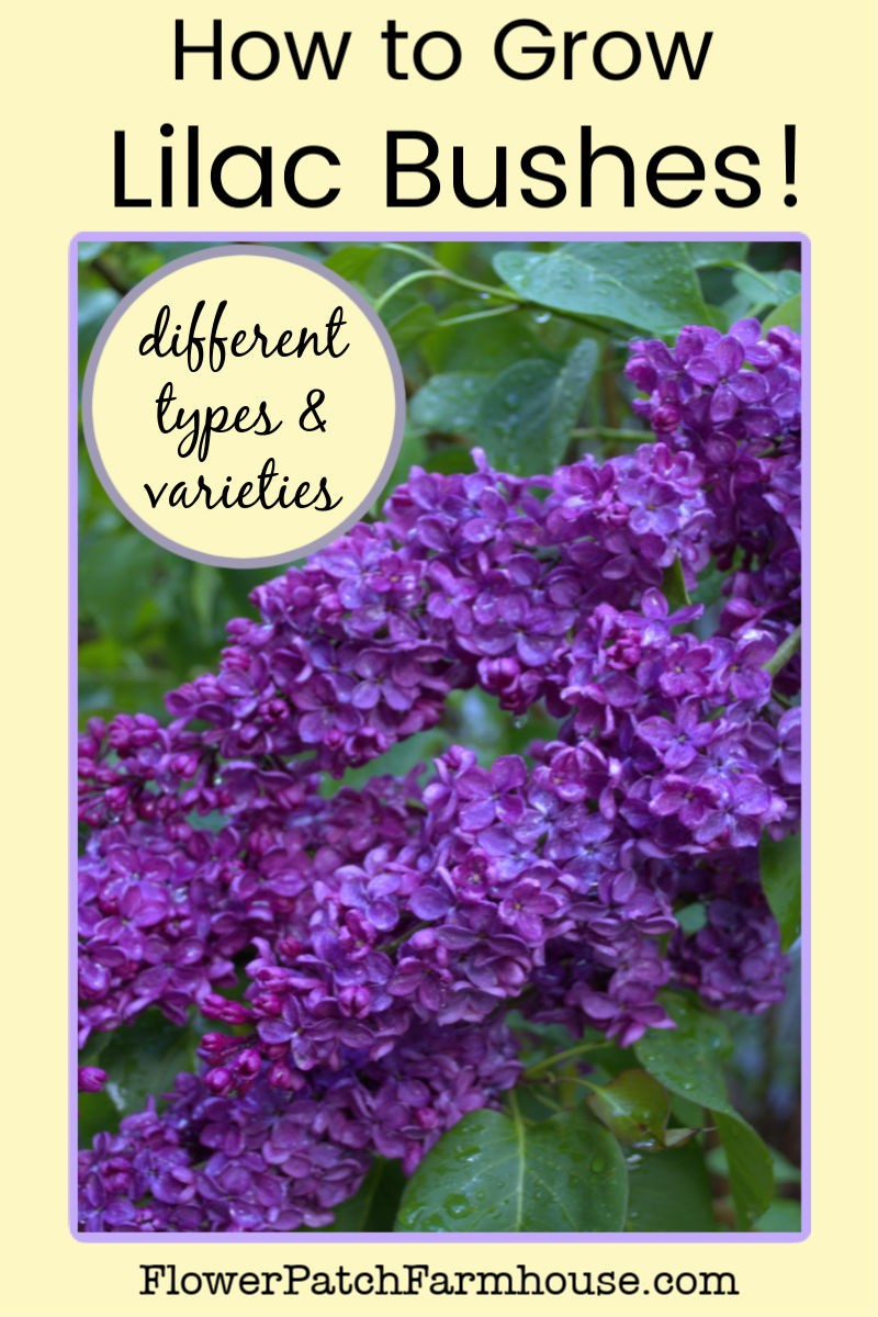 How to Grow Lilacs, its easier than you think! Flower Patch Farmhouse
