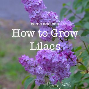 Lilac blooms with text overlay, how to grow lilacs, easy tips and tricks you can use for beautiful blooms