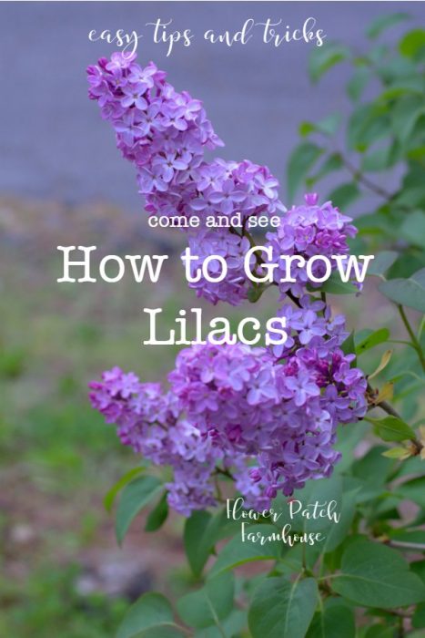 Lilacs, how to grow lilacs, easy tips and tricks you can use for beautiful blooms