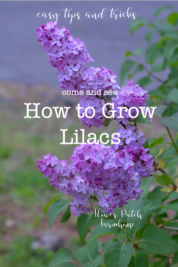 How to Grow Lilacs, its easier than you think! Flower Patch Farmhouse