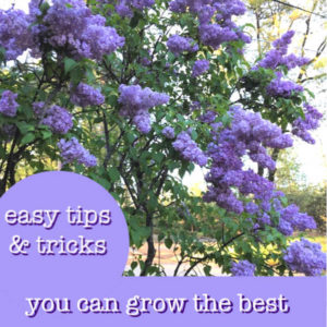 lilac bush with text overlay, easy tips and tricks you can grow the best lilac bushes, flower patch farmhouse