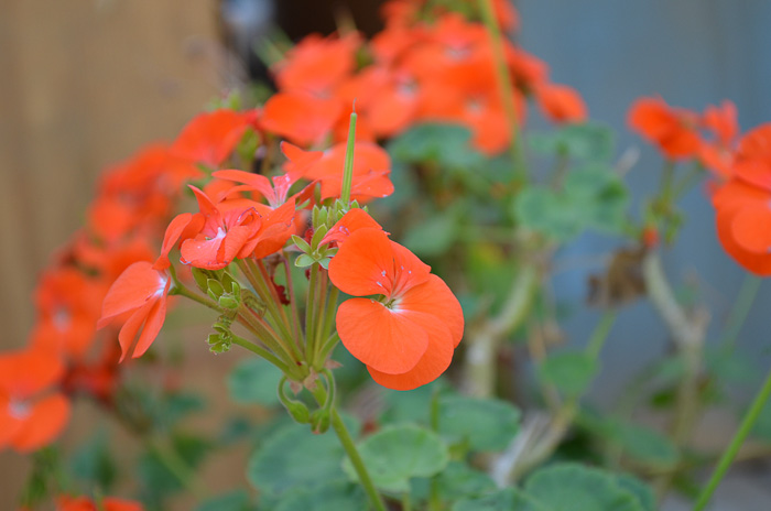 orange geranium flowers