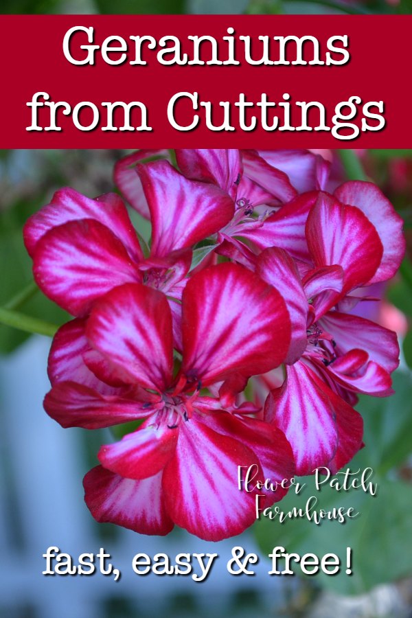 Propagating Geraniums or Cloning Flower Patch Farmhouse