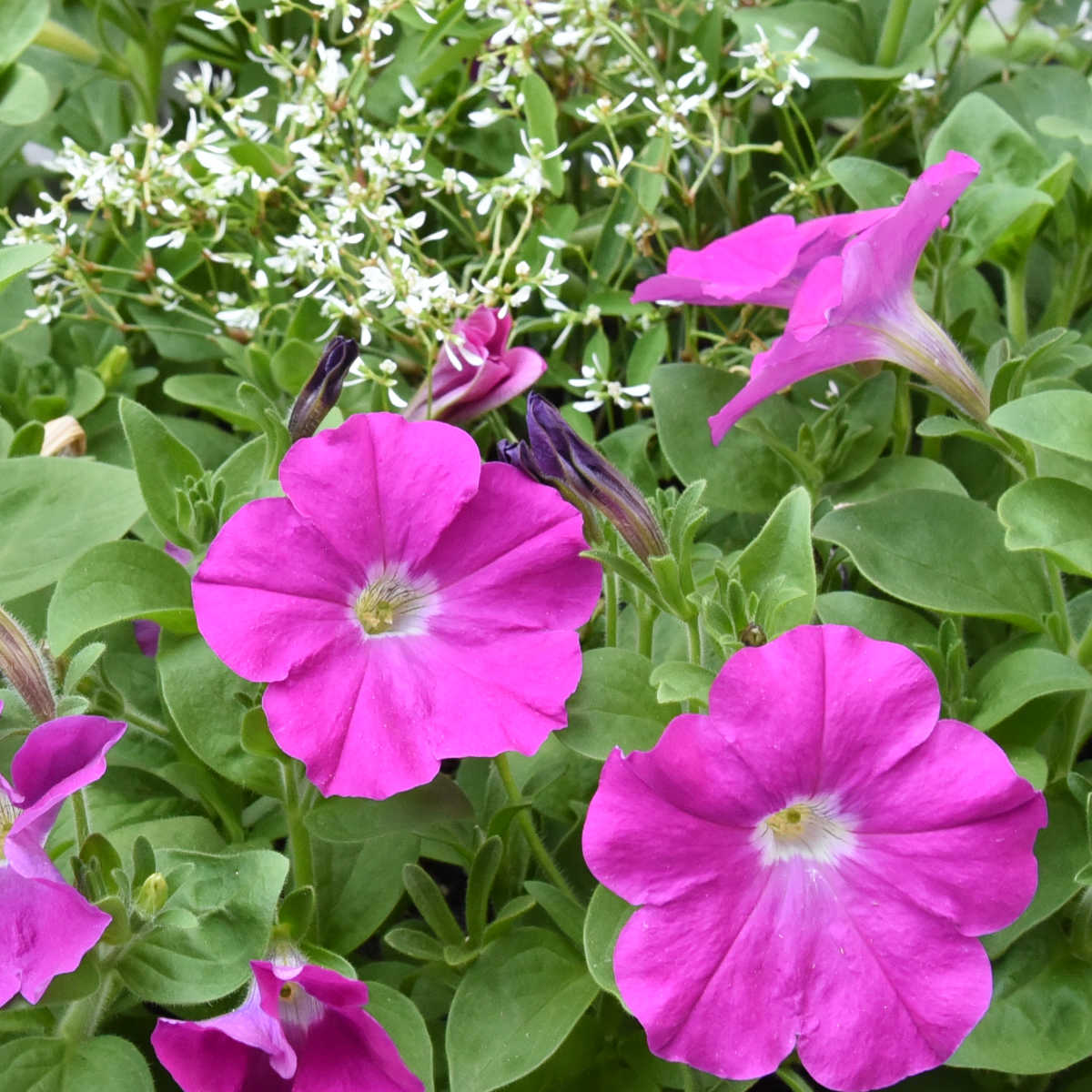 pink petunias and euphorbia