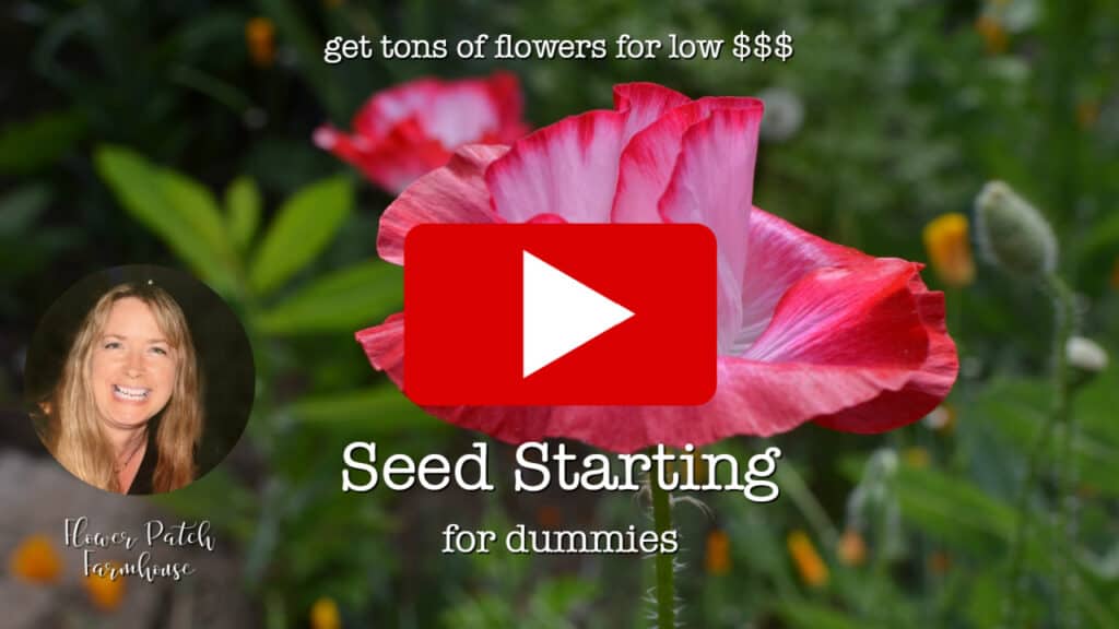 poppy flower with play button overlay, Seed Starting for Dummies video, Flower Patch Farmhouse