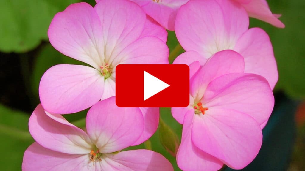 grow geraniums from seeds, pink geraniums with play button overlay