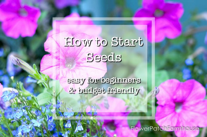 Pink petunias with text overlay, how to start seeds, easy for beginners and budget friendly