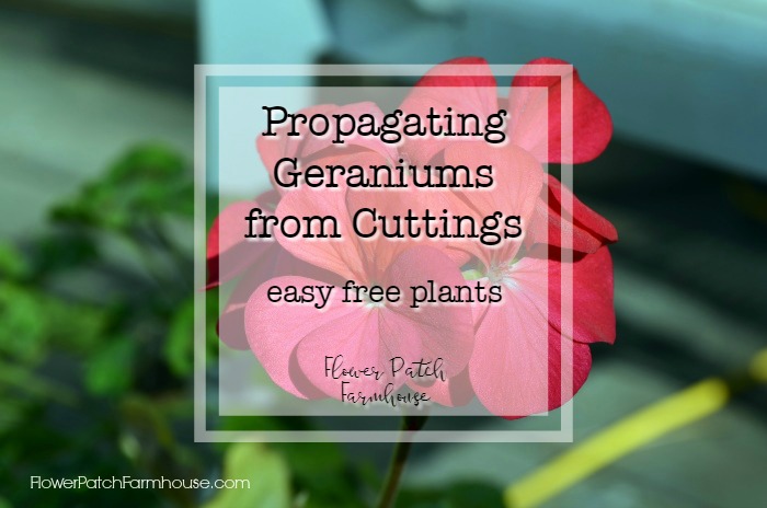 Propagating Geraniums or Cloning