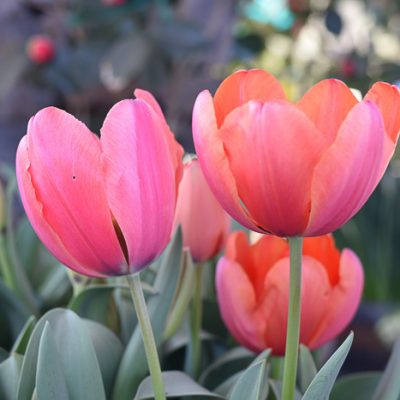 Coral Pink Tulips