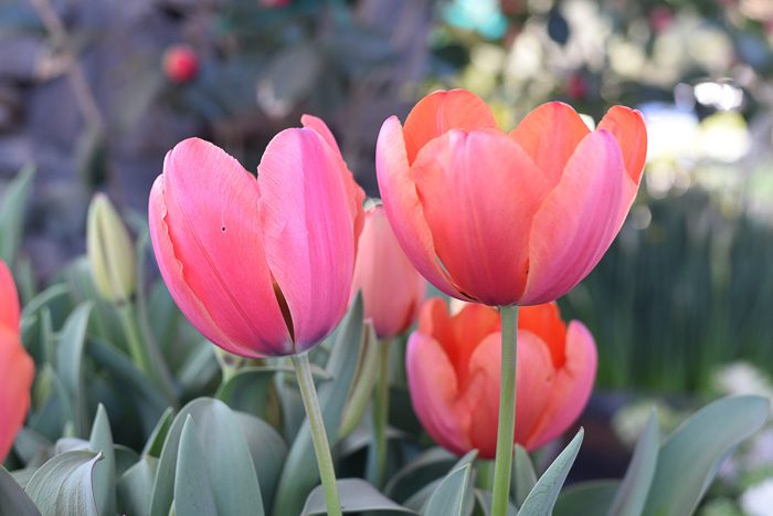 Coral Pink Tulips