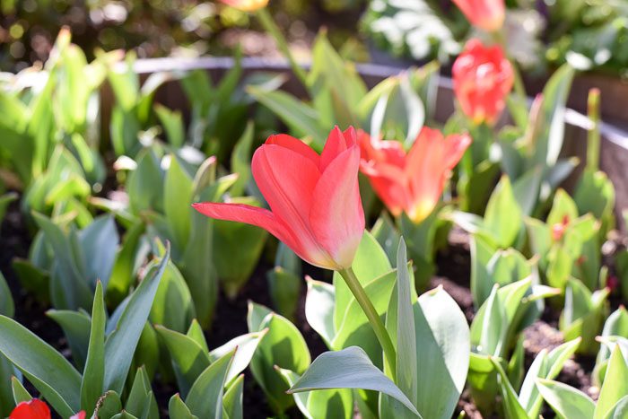 Red Tulip