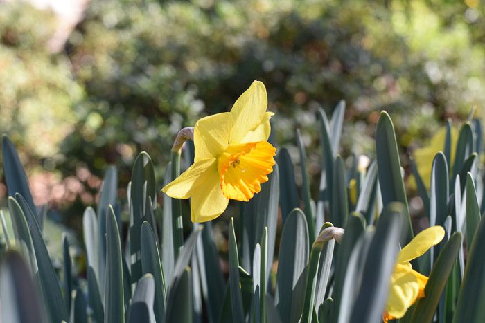 Daffodil with orange on the bell