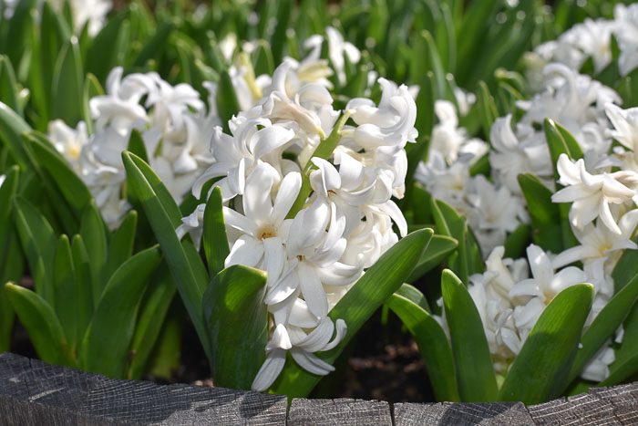 White Hyacinths