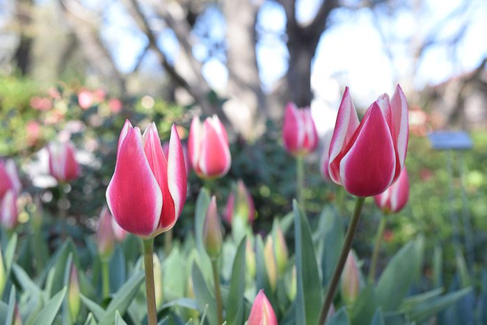 Pink Stripe Tulip