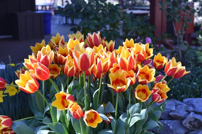 Yellow and Red Tulips in abundance