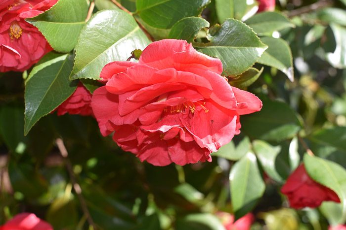 Red Camillia