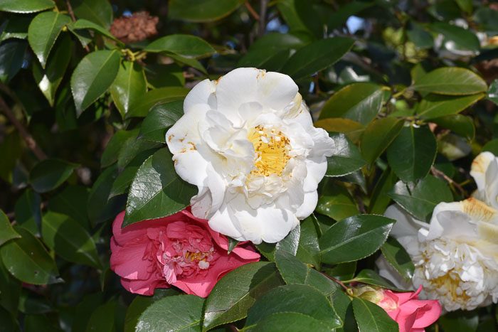 White and Pink Camellia