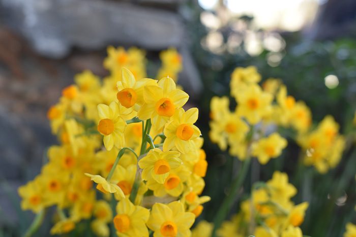 Martinette Daffodils