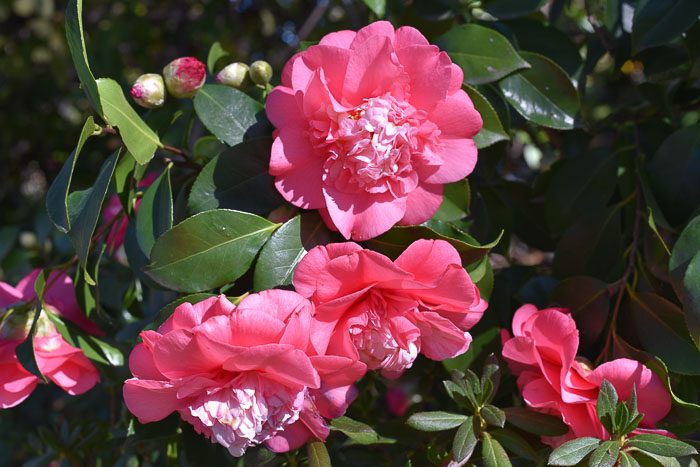 Pink Camellia